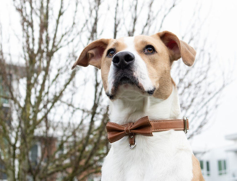 Bow Tie Collar - Coffee